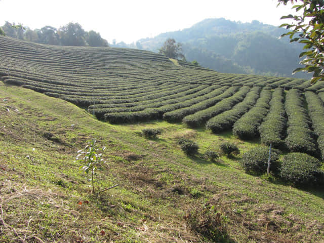 美斯樂 101 茶園