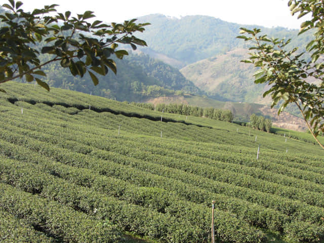 美斯樂 101 茶園