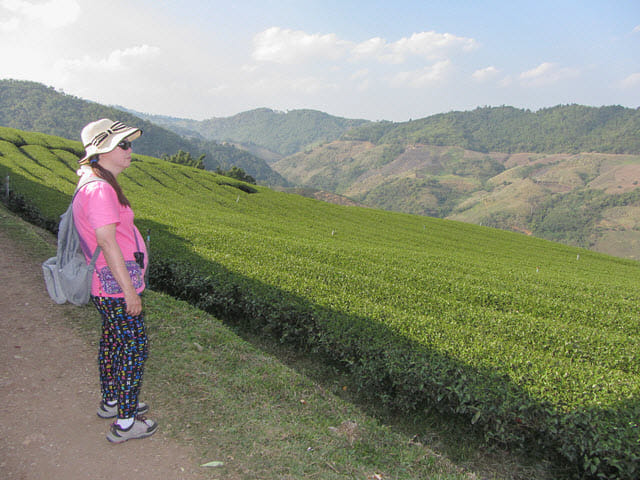 美斯樂 101 茶園