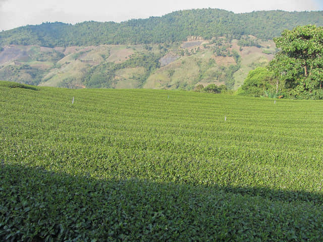 美斯樂 101 茶園