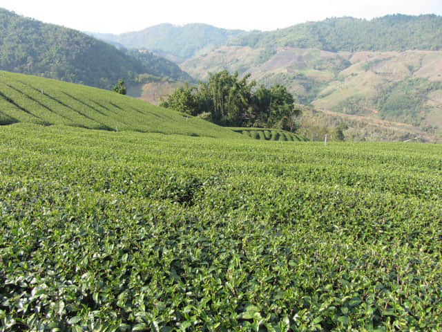 美斯樂 101 茶園