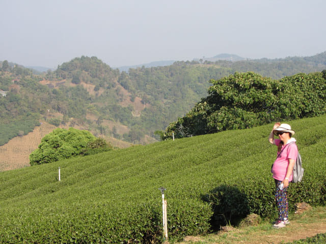 美斯樂 101 茶園
