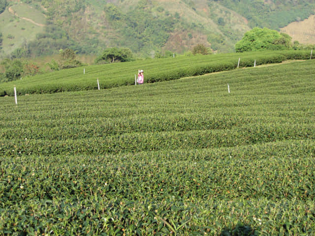 美斯樂 101 茶園