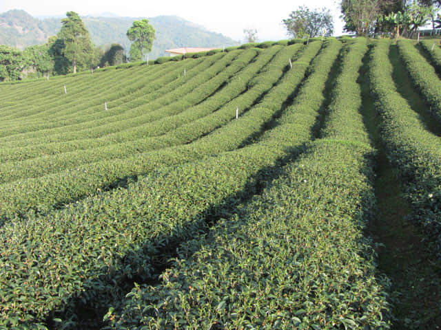 美斯樂 101 茶園