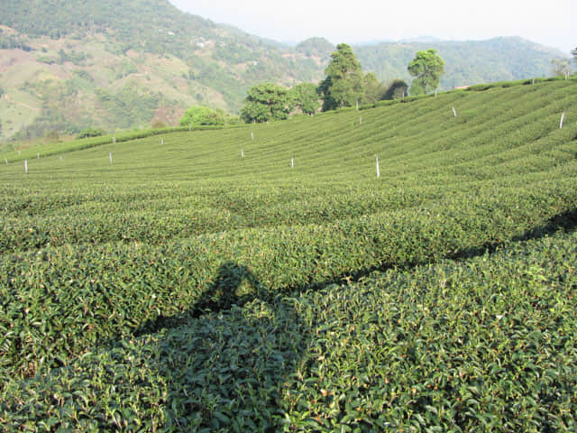 美斯樂 101 茶園