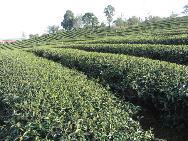 美斯樂 101 茶園