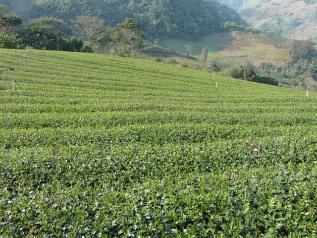 美斯樂 101 茶園