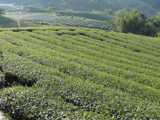 美斯樂 101 茶園