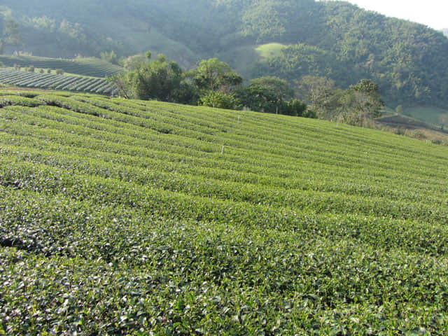 美斯樂 101 茶園