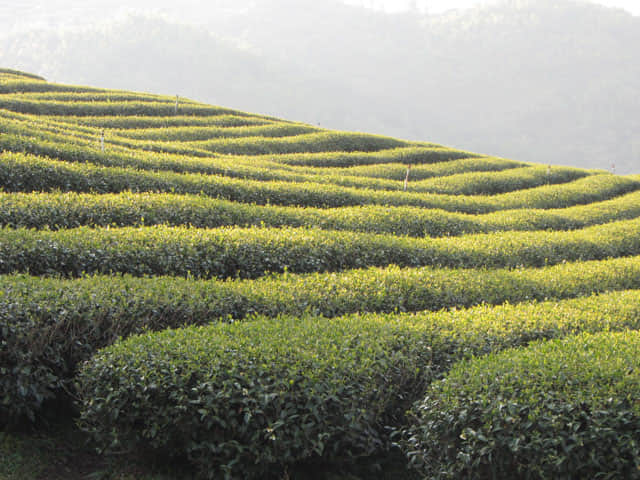 美斯樂 101 茶園