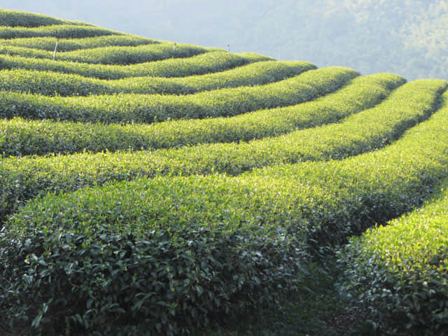 美斯樂 101 茶園