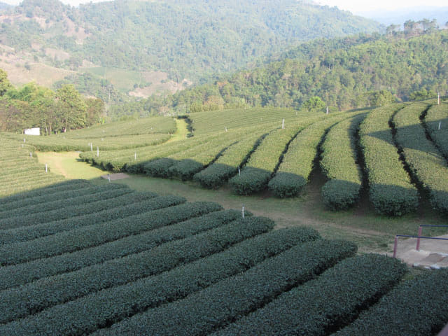  美斯樂 101 茶園