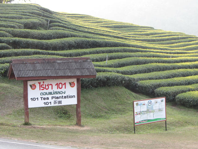 美斯樂青蔥遼闊的 101 茶園
