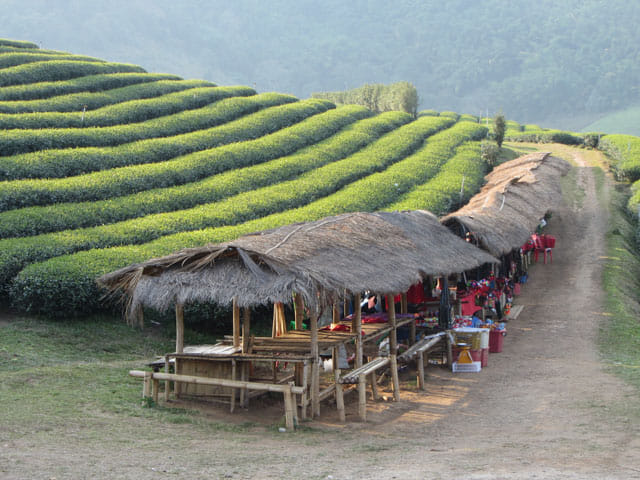 美斯樂 101 茶園