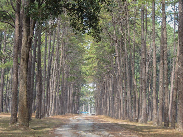 湄宏順松樹林