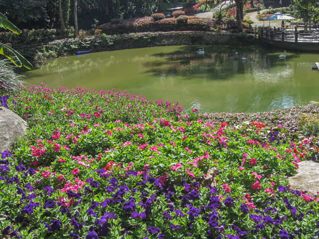 泰國美塞縣 董山 (Doi Tung / ดอยตุง) Mae Fah Luang Garden (皇太后御花園)