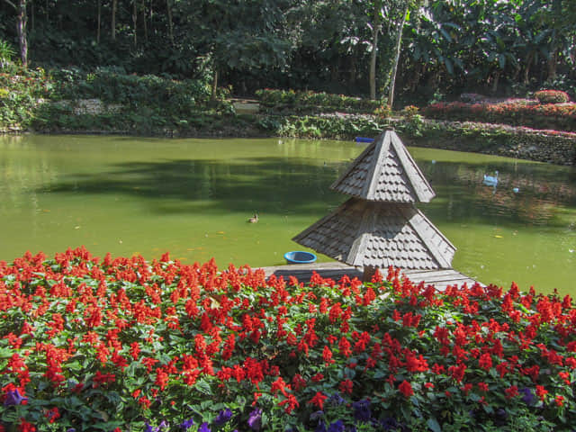 泰國董山 (Doi Tung) Mae Fah Luang Garden (皇太后御花園)