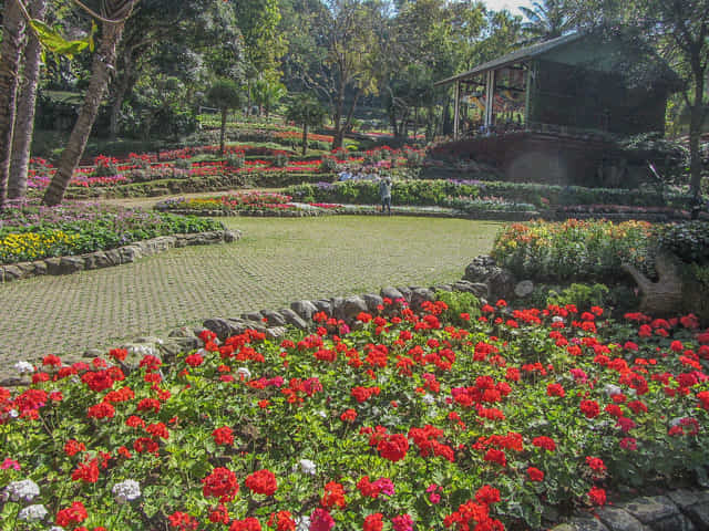 泰國董山 (Doi Tung) Mae Fah Luang Garden (皇太后御花園)