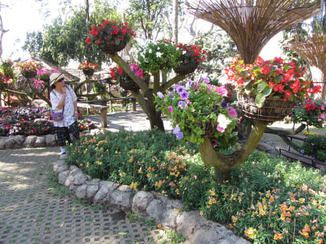 泰國董山 (Doi Tung) Mae Fah Luang Garden (皇太后御花園)
