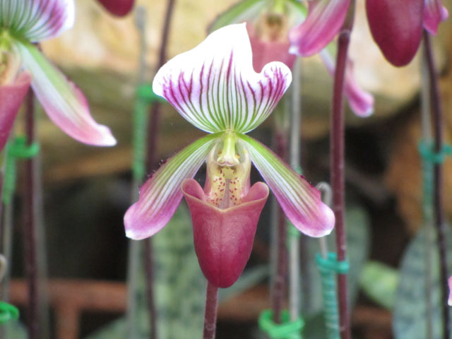 泰國董山 (Doi Tung) Mae Fah Luang Garden (皇太后御花園) 蘭花區