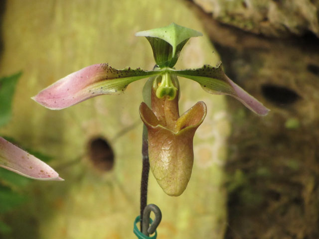 泰國董山 (Doi Tung) Mae Fah Luang Garden (皇太后御花園) 蘭花區