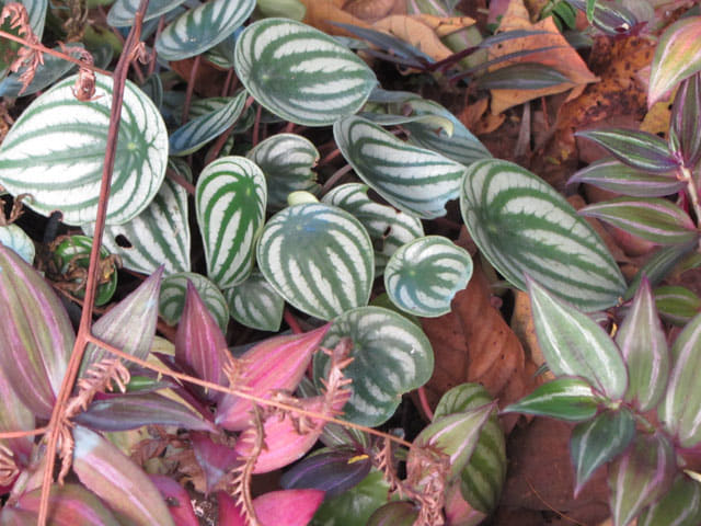 泰國董山 (Doi Tung) Mae Fah Luang Garden (皇太后御花園) 蘭花區