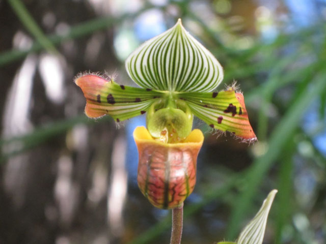 泰國董山 (Doi Tung) Mae Fah Luang Garden (皇太后御花園) 蘭花區