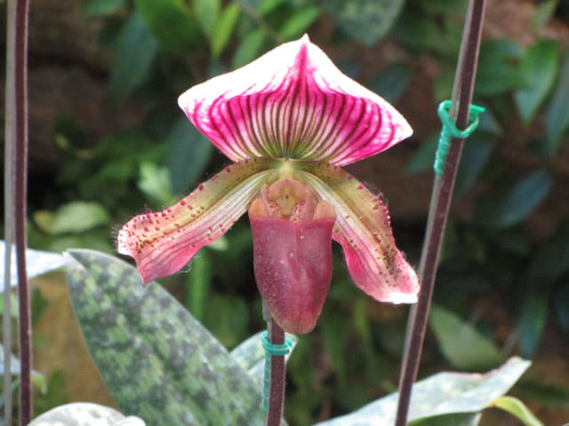 泰國董山 (Doi Tung) Mae Fah Luang Garden (皇太后御花園) 蘭花區