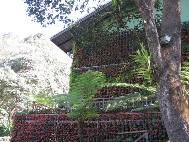 泰國董山 (Doi Tung) Mae Fah Luang Garden (皇太后御花園)