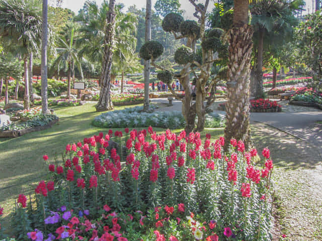 泰國董山 (Doi Tung) Mae Fah Luang Garden (皇太后御花園)