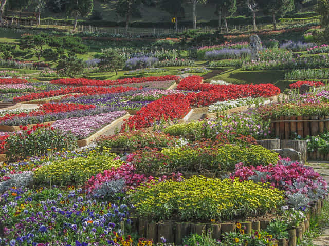 泰國董山 (Doi Tung) Mae Fah Luang Garden (皇太后御花園)