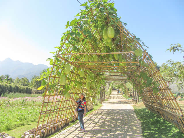 泰國 美塞 (Mae Sai) 有機種植場及研究所