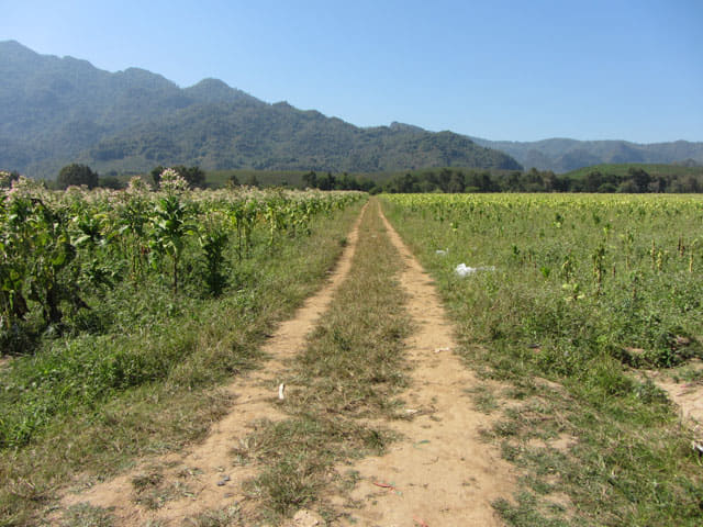 泰國清萊、美塞主幹公路旁 玉蜀黍田