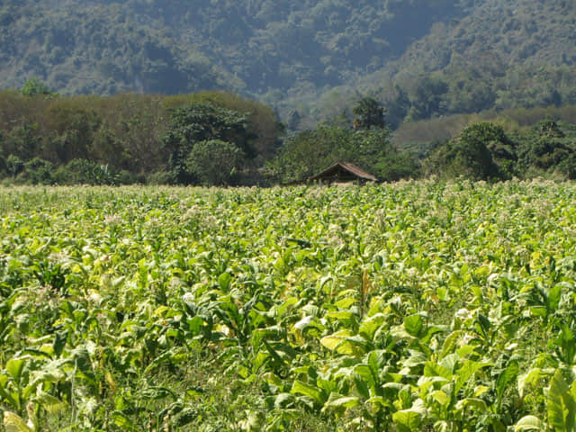 泰國清萊、美塞主幹公路旁 玉蜀黍田