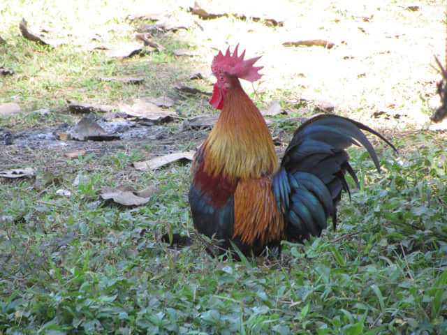 泰國美塞 步行到 Bao Noi Strawberry Plantation (ไร่บ่าวน้อยสตรอเบอร์รี่) 草莓種植場