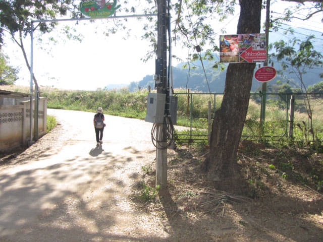 泰國美塞 步行到 Bao Noi Strawberry Plantation (ไร่บ่าวน้อยสตรอเบอร์รี่) 草莓種植場