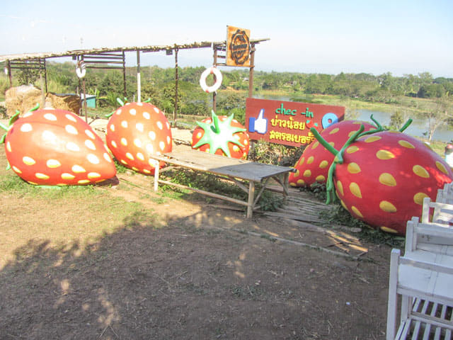 泰國美塞 Bao Noi Strawberry Plantation (ไร่บ่าวน้อยสตรอเบอร์รี่) 草莓種植場