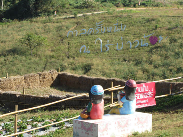 泰國美塞 Bao Noi Strawberry Plantation (ไร่บ่าวน้อยสตรอเบอร์รี่) 草莓種植場