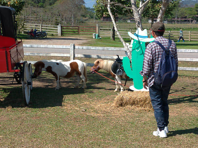 泰國清萊聖獅公園 動物園