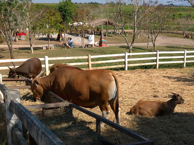 泰國清萊聖獅公園 動物園