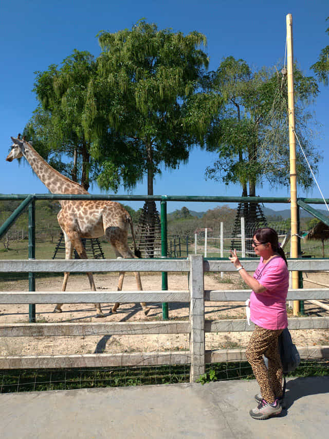 泰國清萊聖獅公園 動物園