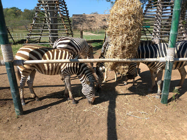 泰國清萊聖獅公園 動物園