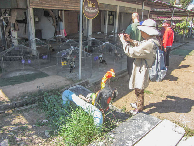 泰國清萊 白廟入口前養鬥雞場