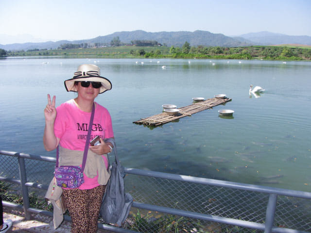 泰國清萊聖獅公園天鵝湖