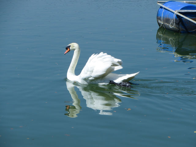 泰國清萊聖獅公園天鵝湖