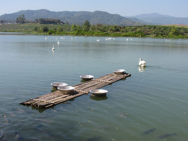 泰國清萊聖獅公園天鵝湖