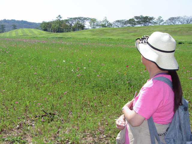泰國清萊聖獅公園天鵝湖畔花田
