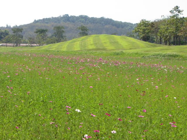 泰國清萊聖獅公園天鵝湖畔花田
