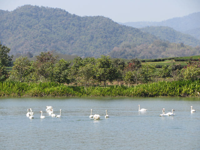 泰國清萊聖獅公園天鵝湖