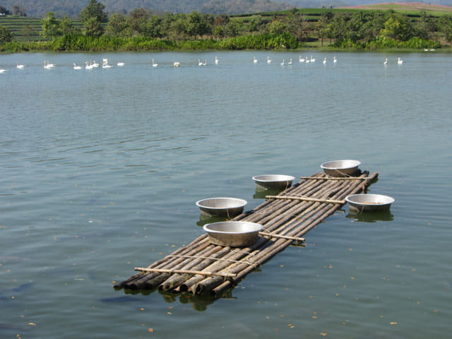 泰國清萊聖獅公園天鵝湖